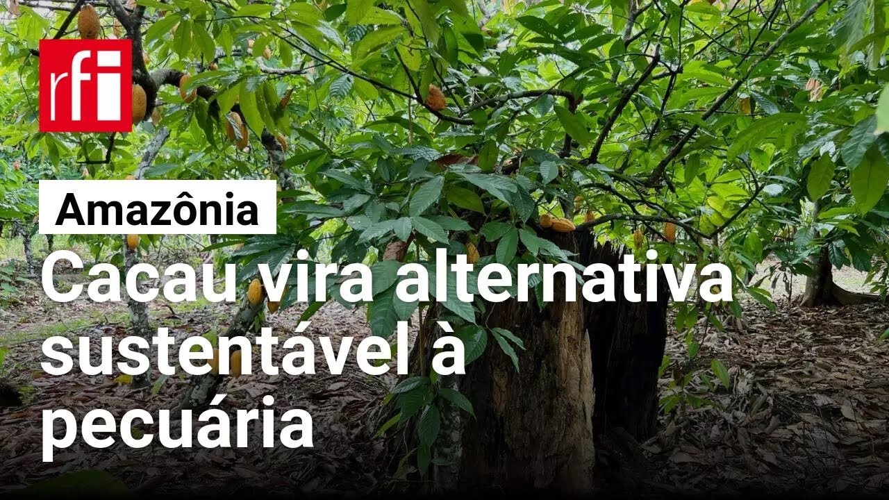 Com preço atrativo, cacau vira alternativa sustentável à pecuária na Amazônia • RFI Brasil