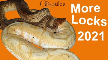 More Ball Python locks in 2021!
