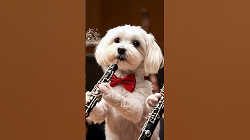 Thumbnail of 🐶 Maltese Dogs Play Beethoven's 5th Symphony – Mid-Movement Performance  #Beethoven #Symphony5