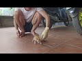可愛いすぎる子猫 PART 15 || 子猫 1989