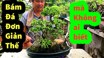 Thắng Bonsai Làm Cây Sung Siêu Quả Bám VÀo Viên Đá 400k , Cách Chăm Sóc Cây Cảnh Đơn Giản Nhất