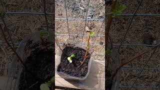 Thanks birds!   #garden #minnesota