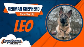Best German Shepherd Dog Training | Leo | Dog Training in London by Off-Leash K9 Training London 217 views 2 months ago 9 minutes, 13 seconds