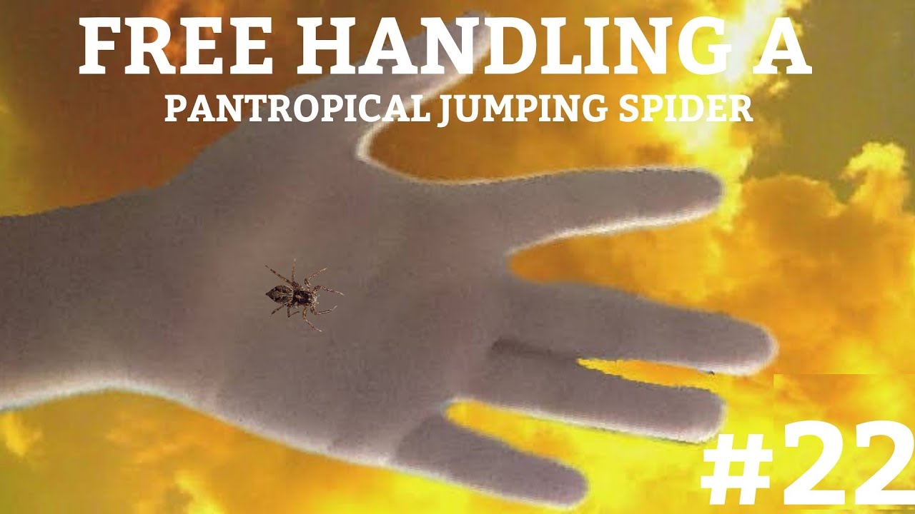 Pantropical Jumping Spider - TC INSECTS