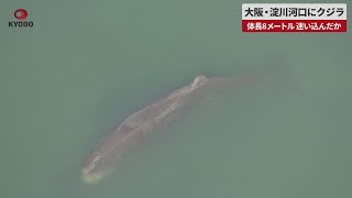 【速報】大阪・淀川河口にクジラ 体長8メートル、迷い込んだか