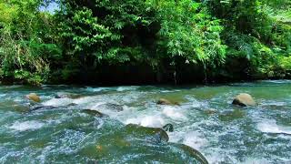 Sleep Fast with Calming River Flow and Gentle Water Sounds in a Tropical Jungle Scene
