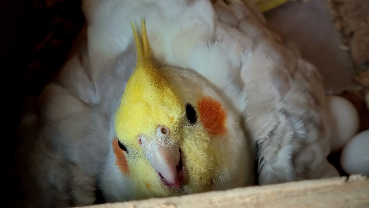 cockatiel checks best soft food breeding progress update 29102023 AMIR BIRD AVIARY YouTube