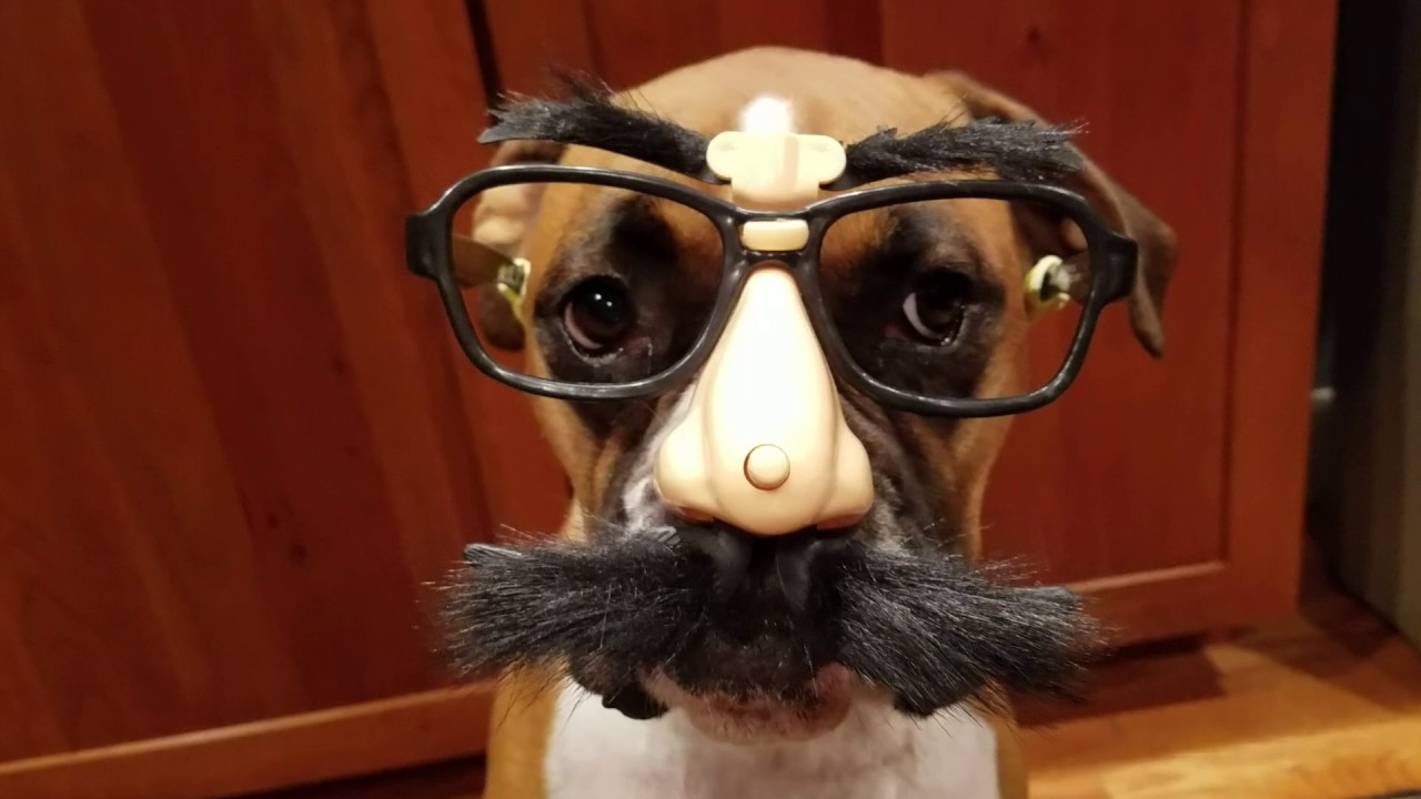 Boxer dog with silly glasses, doing her best Groucho Marx impersonation