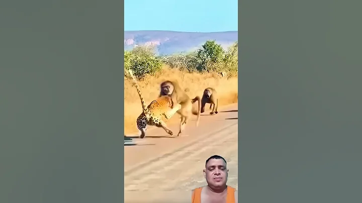 Heroic Alpha Baboon Saves His Group From a Leopard