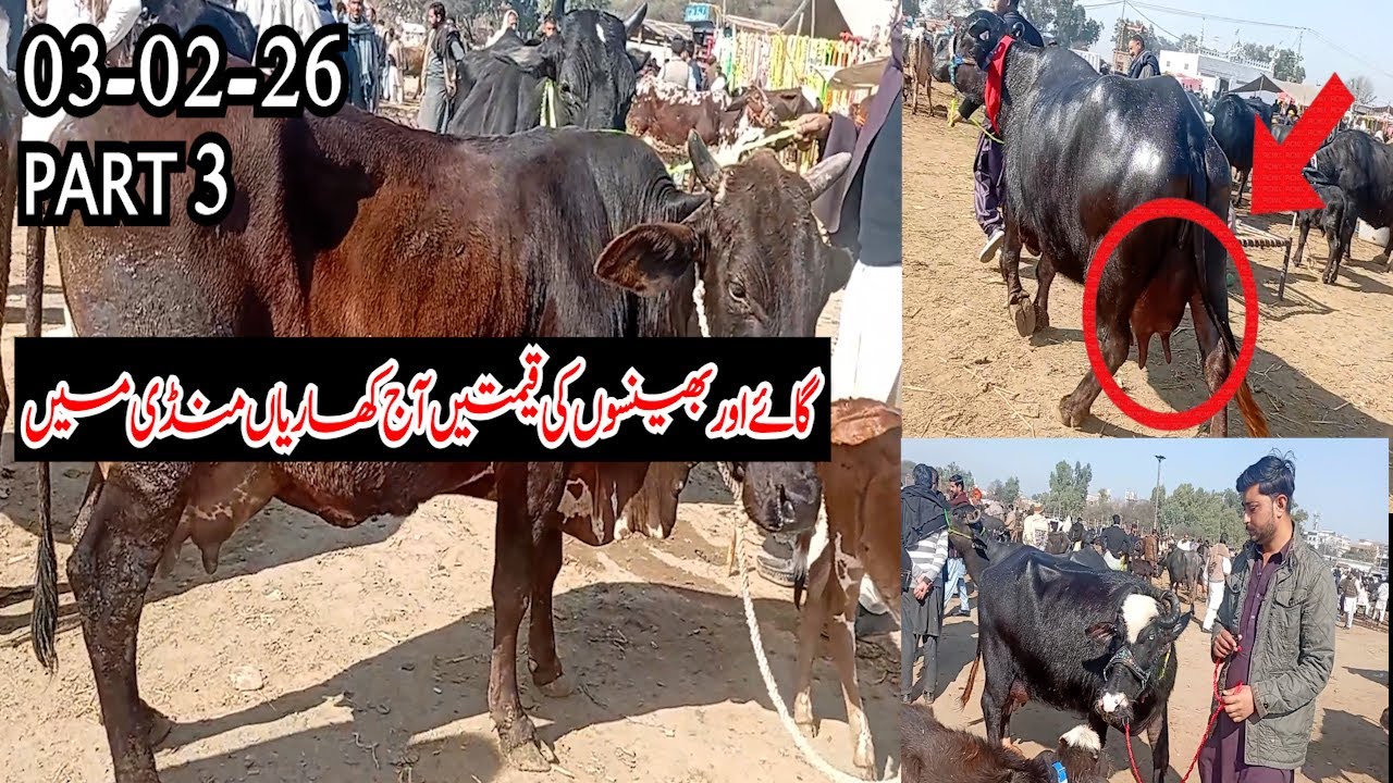 Gae or Bhenson Ki Qeematen Aaj Khaariyan Mandi Main 6 February