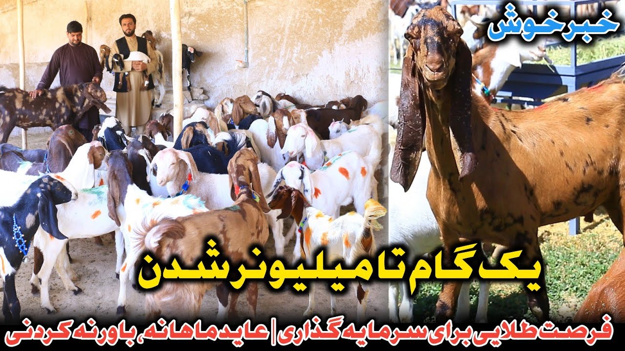 چوپان فارم،بزرگترین فارم بز داری در افغانستان|قیمت ترین بز 65،000هزار افغانی|خبرهای خوش برای مهاجرین