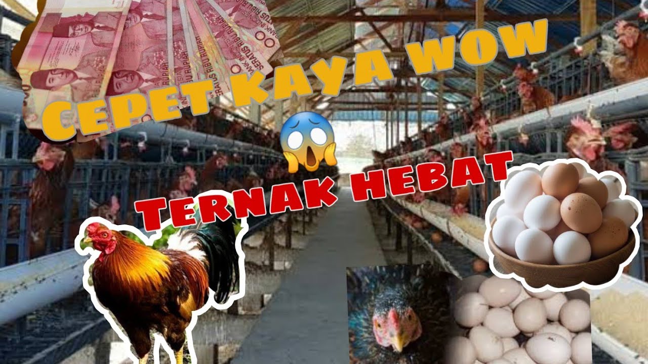 Tips Ternak Ayam Kampung Petelur Sukses | Penghasilan jutaan rupiah