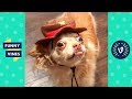 FUNNY ANIMALS That Will Make You Laugh - Funny Animal Videos | Funny Vine