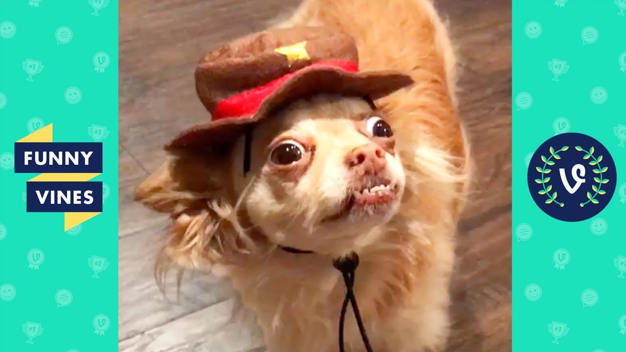 FUNNY ANIMALS That Will Make You Laugh - Funny Animal Videos | Funny Vine