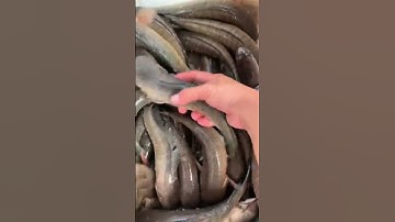 Nguyên liệu cá lóc đồng chuẩn bị để làm khô đây | Chợ khô Cần Thơ