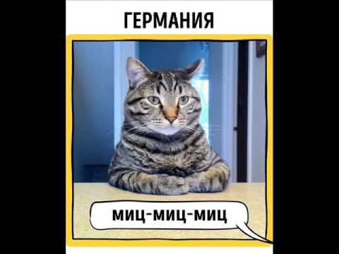 Видео: Как подзывают кошек в разных странах. Все интересное о кошках