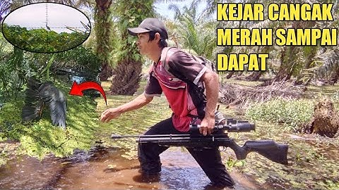 solo hunting‼️berburu cangak merah spot istimewa