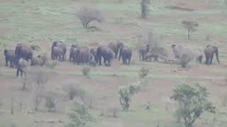 South Africa...kruger national park, herd of Elephants(A Parade), What a zoom..