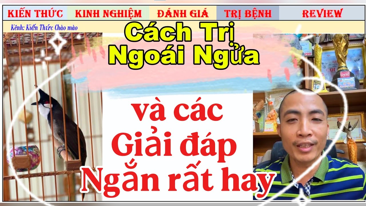 Chim Chào mào bị Ngoái Ngữa thì điều trị thế nào để đi Thi và được giá?