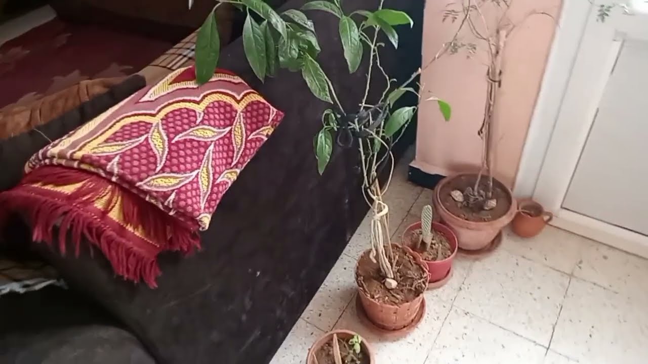 روتين صباحي غير التزرزيق والرغاون 🌄ليوم خرجت غدايدي كلشي خرجته ستنيت السمش مجاتش🤣