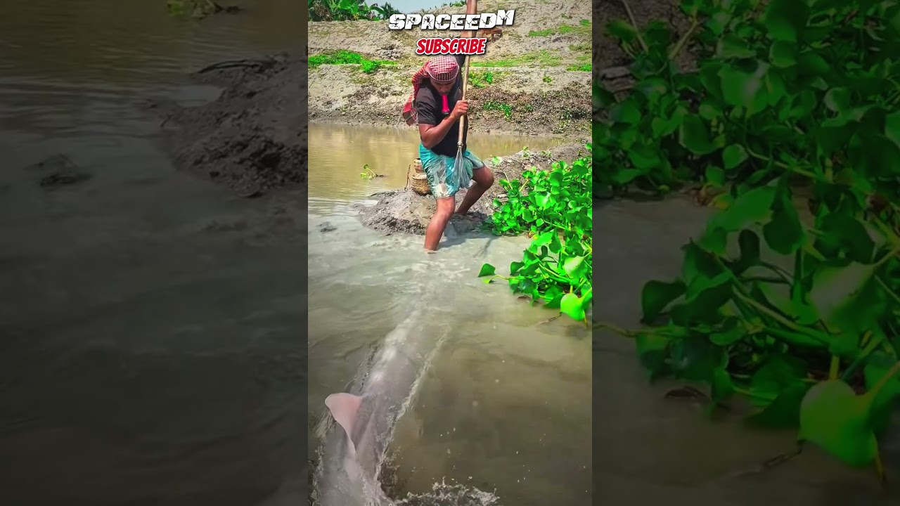 AMAZING! CATCHING STURGEON WITH A SPEAR