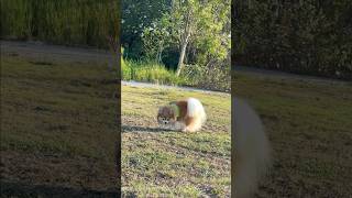 Sniff Sniff ￼🐶😊 #koda #pomeranian #doglife #kira #thongkam #cute #pets #nature #cuteanimals