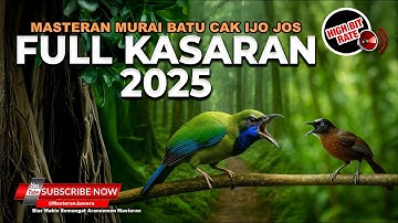 🔴Full Tembakan Kasar Cucak Cungkok Super Gacor Isian Kunti Breen vs Tepus Kepala Abu Abu Gacor Kasar