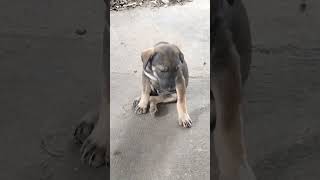 Hello Puppies.#dog #bigcats #pet #dogtypes #animal #puppy #dogbreeds #dogbreeds