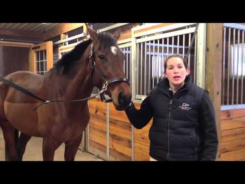 Video: Pink Eye In Horses