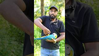 Parrots Training Tips | How to do Upside Down #parrot Trick | #macaw #ShaikhTanveer