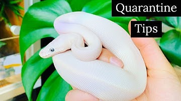 How To Quarantine A New Ball Python