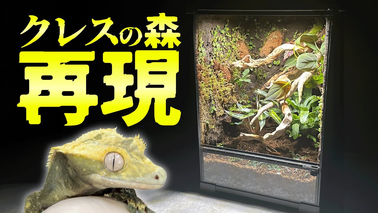 テラスペース を使って クレステッドゲッコー の森をレイアウト！