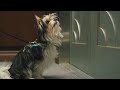 A Dog's Journey | Max Leads CJ to Trent | Film Clip | Own it now on Blu-ray, DVD & Digital