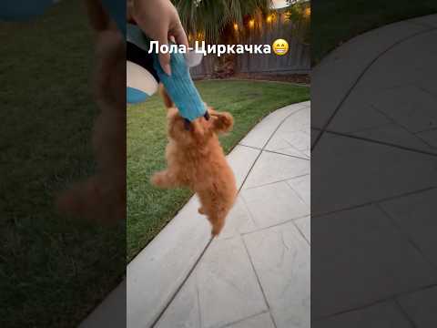 ЛОЛКА-Циркачка 😜 #собака #viralvideo #youtubeshorts #shortsfeed #youtubevideos #youtube #toypoodle
