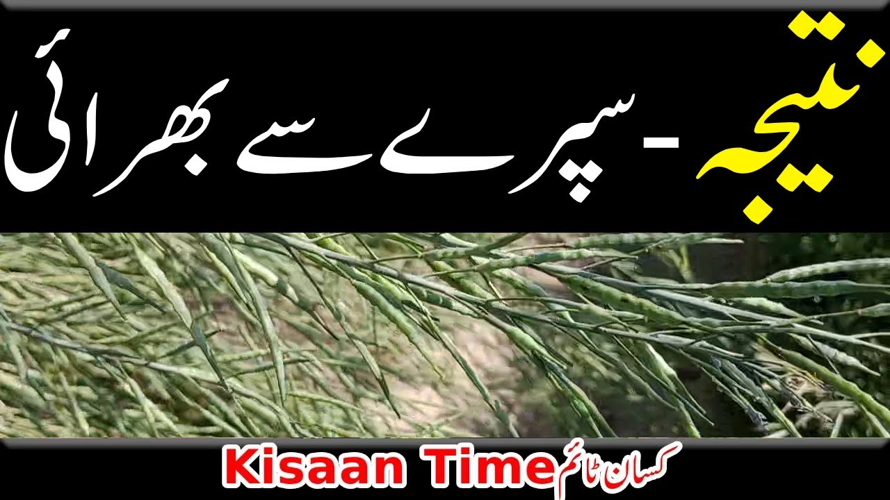 کھاد کی سپرے سے پھلیوں کی بھرائی kisan time کسان ٹائم