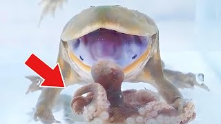 Budget Frog VS Octopus【WARNING LIVE FEEDING】