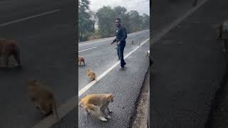 Banana Party Shenanigans with Wild Monkeys on the Road