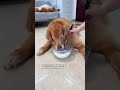 #DogGrooming #DogCare #CuteDogs #DogLovers #DogsOfYouTube #HappyDog 👯 Dogs often drink goat 🚀 P140