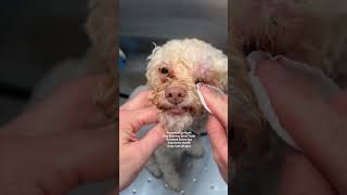 🦠🐶 Prevent bacteria infection infections in dogs eyes