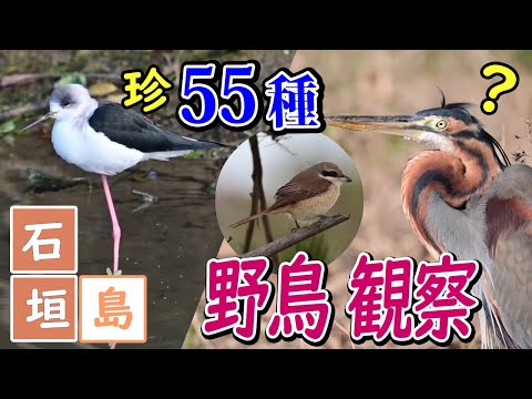 【55種】2021年 新春 石垣島 野鳥観察＆野鳥撮影 Bird watching & bird photography 4K