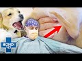 Rescue Dog With Only One Working Leg Gets Life-Changing Surgery 💔 | Bondi Vet Clips | Bondi Vet