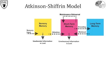 Tricky Topics: Atkinson-Shiffrin Model