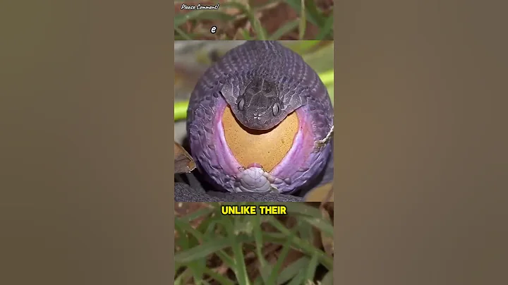 Bizzare Egg-Eating Serpent 🐍 - Dasypeltis - #wildlife