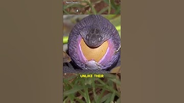 Bizzare Egg-Eating Serpent 🐍 - Dasypeltis - #wildlife