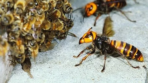 Best way to protect bee from hornet (wasps preventer)