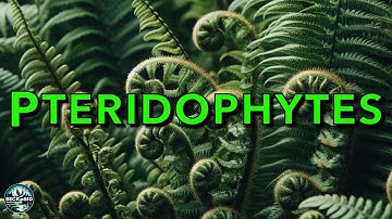 Pteridophytes
