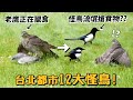 【台北都市12大怪鳥!】敢調戲老鷹的流氓怪鳥?科學怪鳥?跳舞怪?紅眼地獄使者?【許伯簡芝】【從零開始養】賞鳥