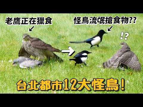 【台北都市12大怪鳥!】敢調戲老鷹的流氓怪鳥?科學怪鳥?跳舞怪?紅眼地獄使者?【許伯簡芝】【從零開始養】賞鳥