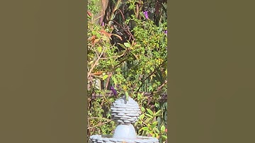11 September 2025 10:07 am #hummingbird