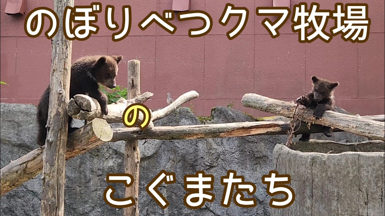 子グマちゃん泳ぐ？【のぼりべつクマ牧場】モコロ編#登別クマ牧場